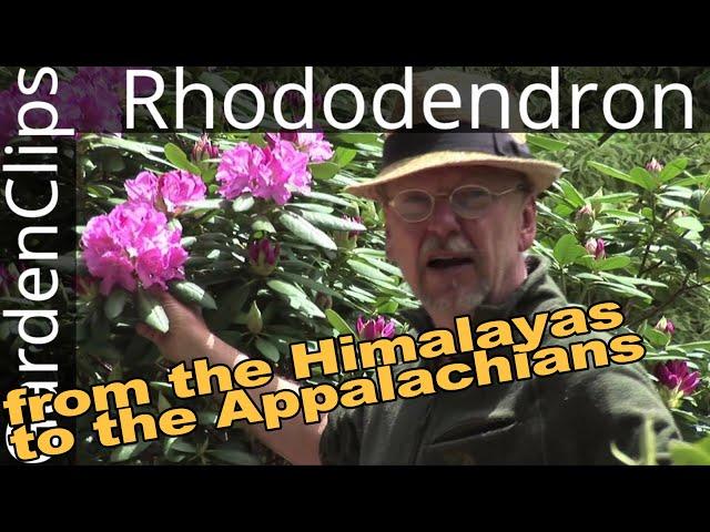 Rhododendron - Flowering evergreen shrub from the mountains - Best maintenance free shrub