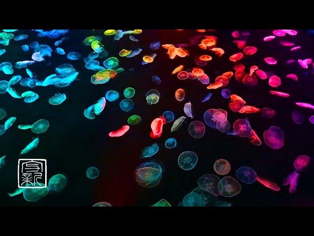 12 HOURS, Jellyfish-Rainbow-colored with Ocean sound for‍️Yoga andMeditation.