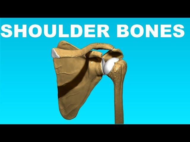 Shoulder Anatomy Overview (Clavicle, Humerus, Scapula) - Bones #4