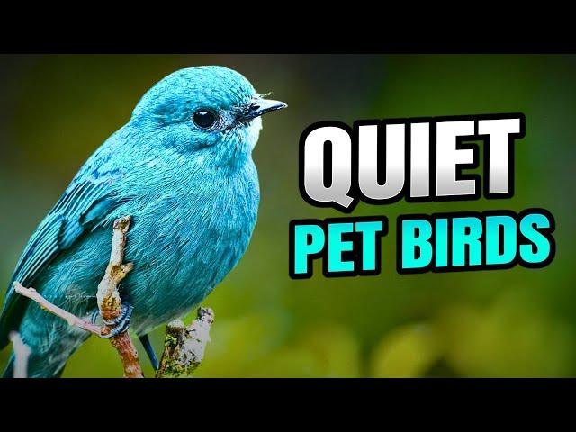 8 Quiet Pet Bird Species | Best Calm & Coll Pet Birds