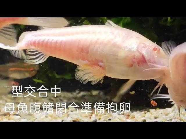 #鼠魚 有經驗的母魚交配過程