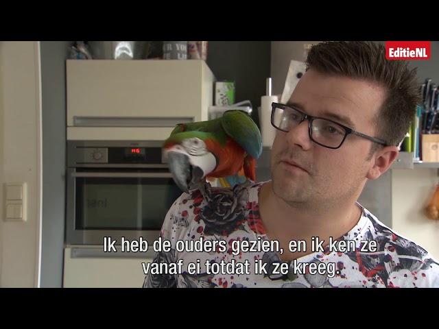 Kun je een papegaai als huisdier houden? - EDITIE NL