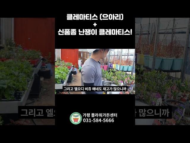 겹꽃 클레마티스와 신품종 난쟁이 클레마티스!!