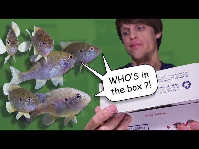 Unboxing Some More North American NATIVE FISH!