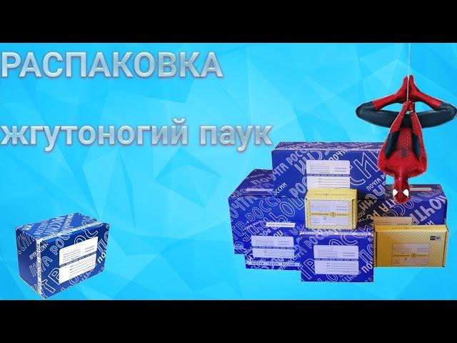 Распаковка посылки, жгутоногий паук (фрин)