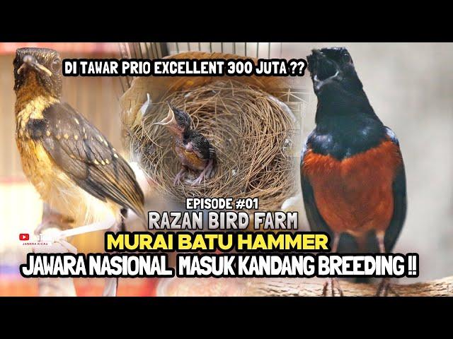 RAZAN BF : MURAI BATU HAMMER MASUK KANDANG BREEDING  DITAWAR PRIO EXCELLENT 300 JUTAEPISODE#01