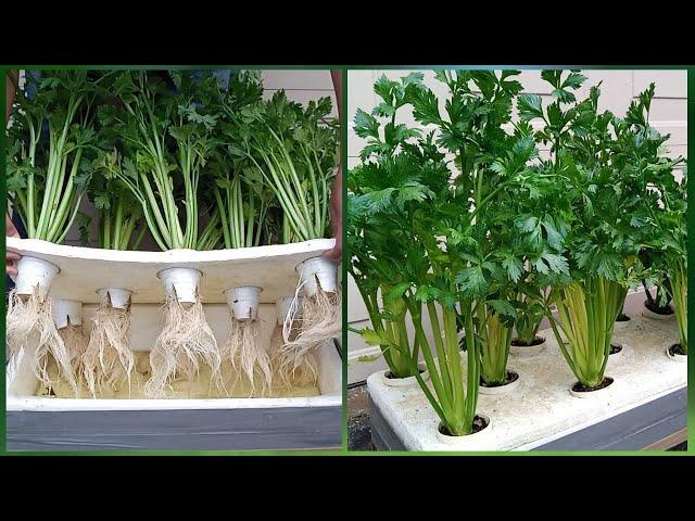 ABUNDANT CELERY! Grow This Way If You Don’t Have A Garden. Growing Hydroponic CELERY Kratky Method