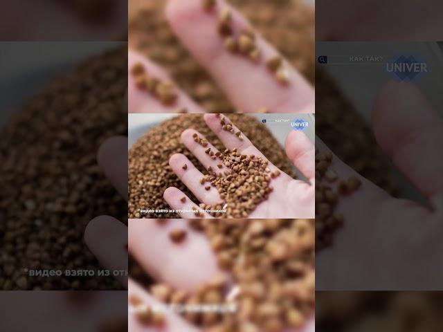 Помогает ли гречка вылечить сахарный диабет?