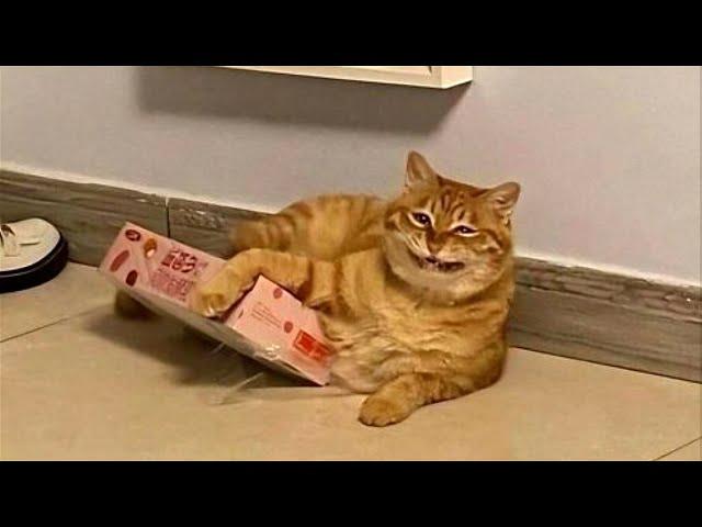 FUNNY CATS MEMES COMPILATION V36