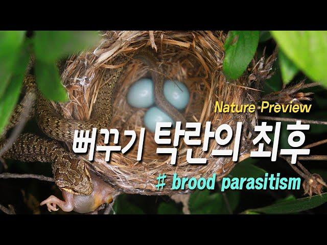 뻐꾸기탁란의 최후 / Brood parasitism