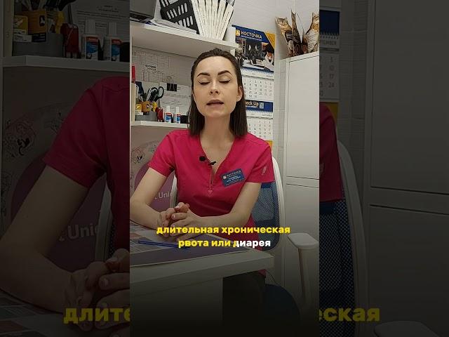 Аллергия у кошек и собак #ветеринар #ветклиникакосточка   #аллергияусобак #аллергияукошек