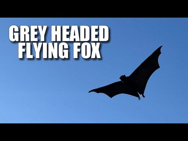 Grey Headed Flying Fox Facts: the Australian FRUIT BAT 