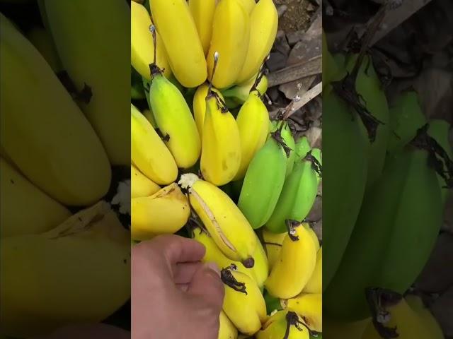 #банан как правильно собирать бананы