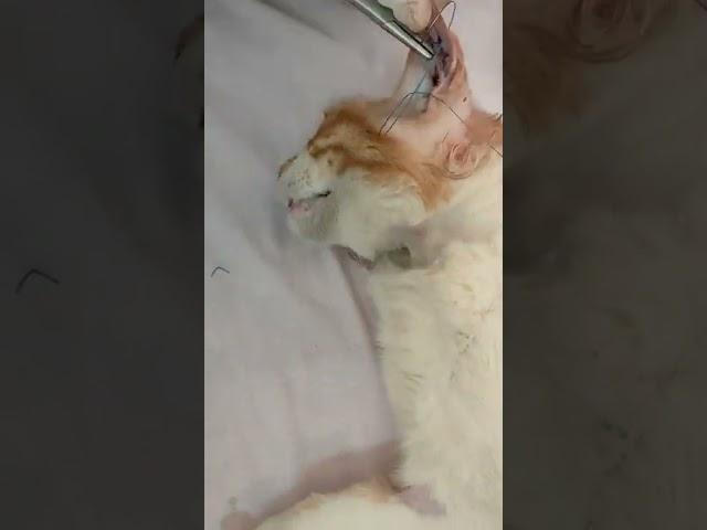 ear hematoma in cat