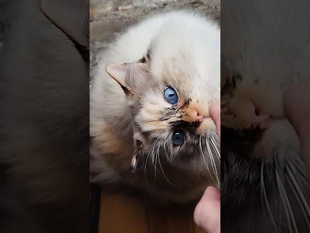 Beautiful eyes and a Little yawn. Ragdoll cat Leda #shorts #cat #eyes #classicalmusic