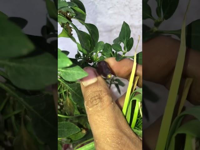 Red and Black Chilli Plant in Pot#shorts