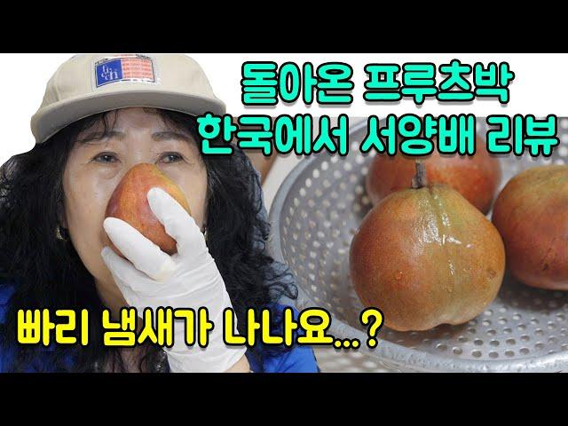 [Eng] Eating western pears in Korea!!!