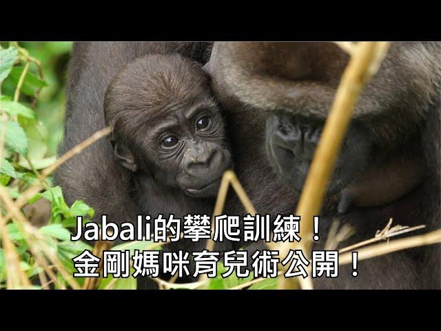 Jabali的攀爬訓練！金剛媽咪育兒術公開！