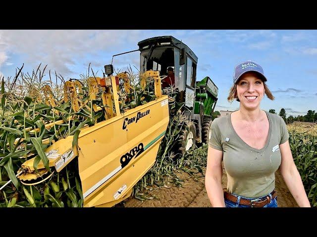 Sweet Corn Harvesting