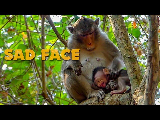 Pitiful Tiny Baby Monkey Alba Crying Seizure Begging - Anna Mistreat Alba Daily