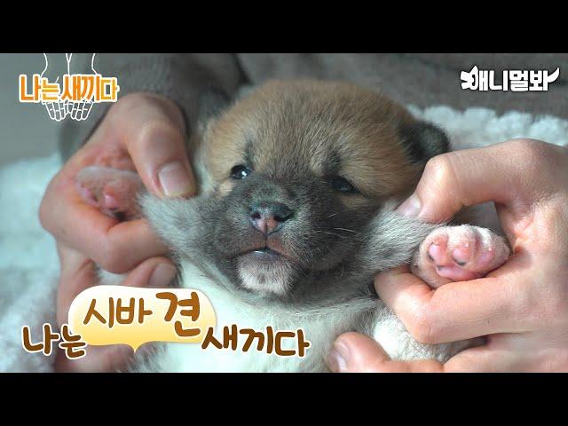 I'm 25 Days Old Shiba Inu Baby [SBS Animal I'm A Baby 61st]