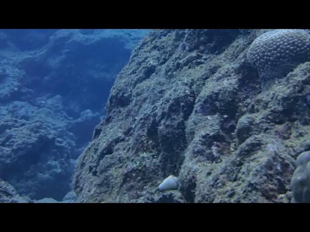 #170125 #Okinawa #Discover SCUBA Diving #Sunabe no1#White Spotted Puffer