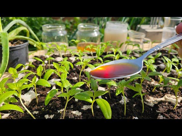 Make your own nutrients for strong seedlings - easy, cheap and 100% natural!