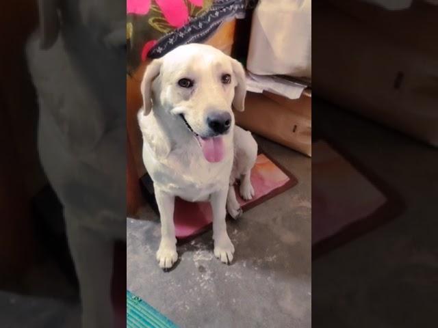 cuty #lucknow #doglover #dog #cutedog #viralvideo #RJvlog lko