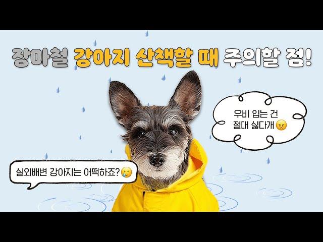 장마철 강아지 산책은 이렇게 하세요. ️ l 1문 1답 Q&A l 설채현 행동학 수의사