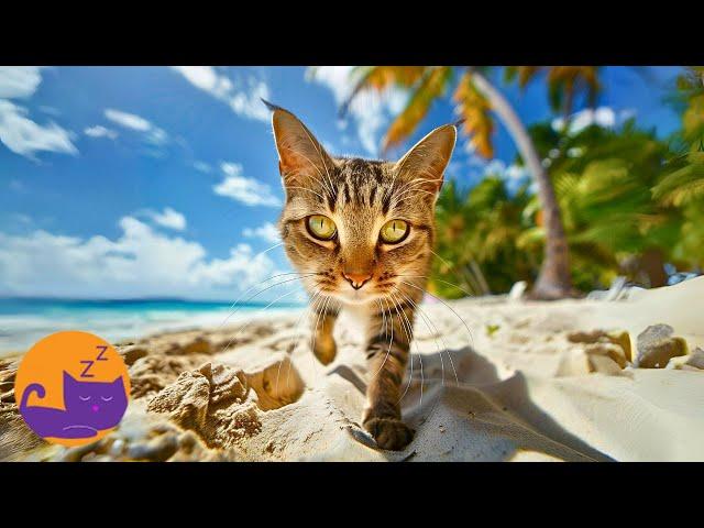 Relaxing Music for Cats - Calm, Sleep, and Well-being