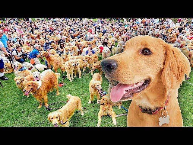 Golden Retriever Sets World Record for largest meetup! (caught on tape)