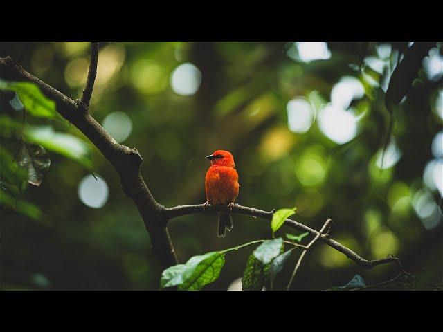 Relaxing Sleep Music | Deep Meditation Music | Bird sounds | "Soothing Sounds | Serene Minds