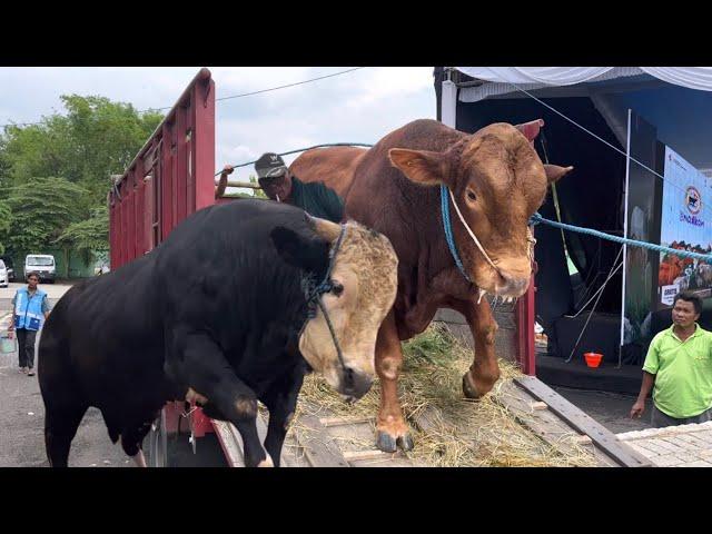 KUMPULAN SAPI RAKSASA TURUN DARI TRUK KONTES ‼️