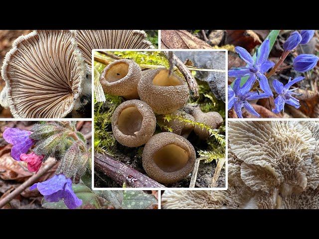Morels are here | Spring mushrooms & winter mushrooms in March | 15.03.2025 | Two forest tours
