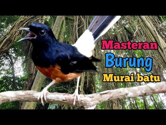 Suara burung Masteran Murai Batu Juara| Masteran Burung Lomba| Murai Merdu kicau suara burung cendet