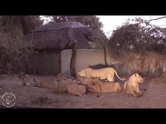 Shenton safaris: Lion kill in camp