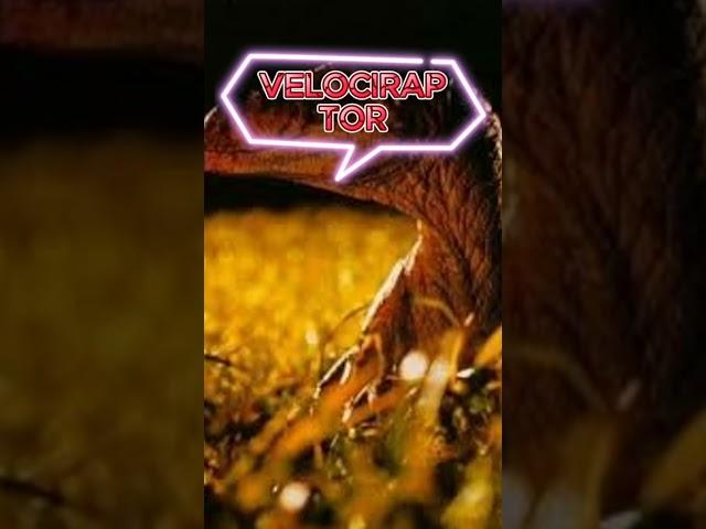 VELOCIRAPTOR JURASSIC PARK/WORLD #jurassicworld #jurassicpark #dinosaur