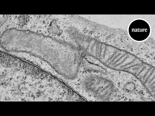 A new kind of mitochondria