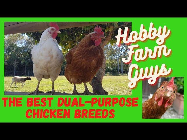 The Best Dual-Purpose Chicken Breeds for the Hobby Farm