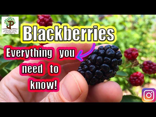 BLACKBERRIES! Everything You Need To Know