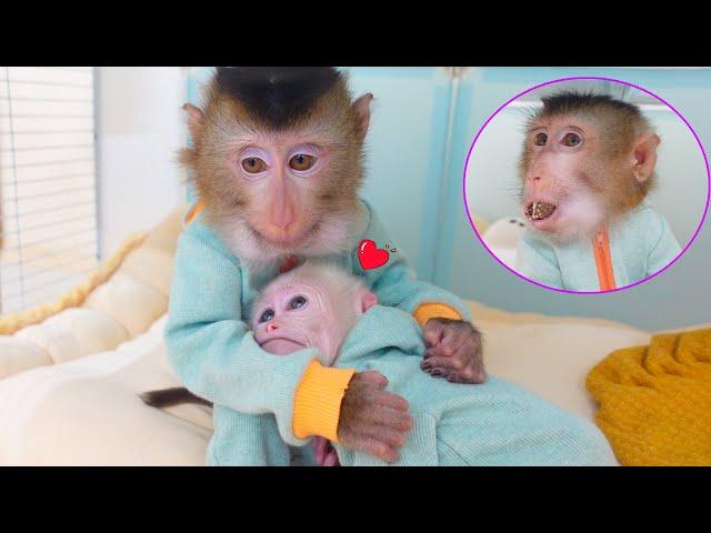 Adorable! Baby monkeys Poki and Pupu show their care and love for each other