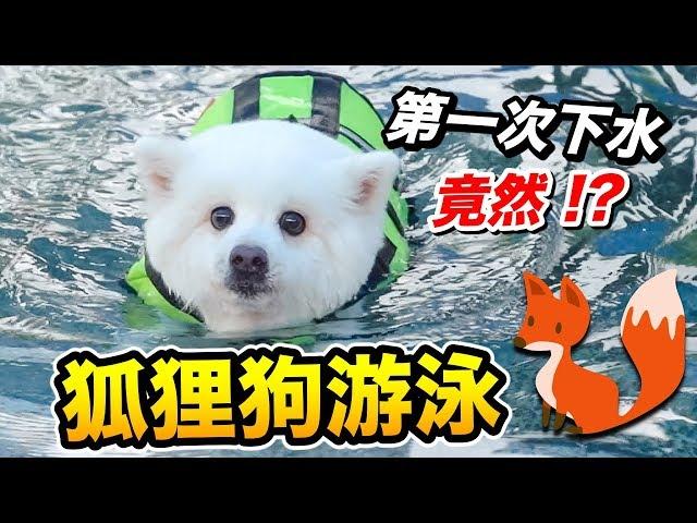 狐狸狗游泳『第一次下水，竟然！？』