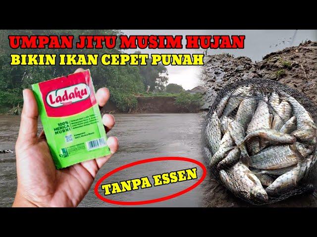 AROMA KUAT MERICA‼️BIKIN IKAN CEPET NGUMPUL SAMPE NGANTRI