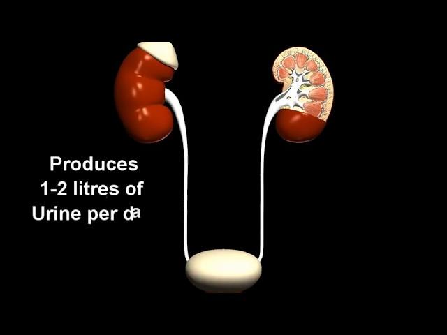 Biology - Excretory system  overview - 3D animation  - English