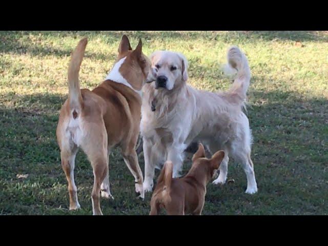 Akita/Pit Always Guards His Little Friends