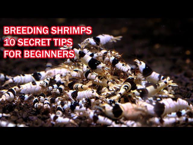 Secrets of breeding CARIDINA #SHRIMP - 10 tips for beginners breeding shrimps