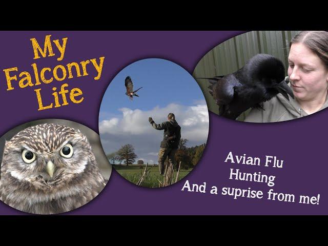 My Falconry Life | Bird Flu, Hunting, and a little surprise!