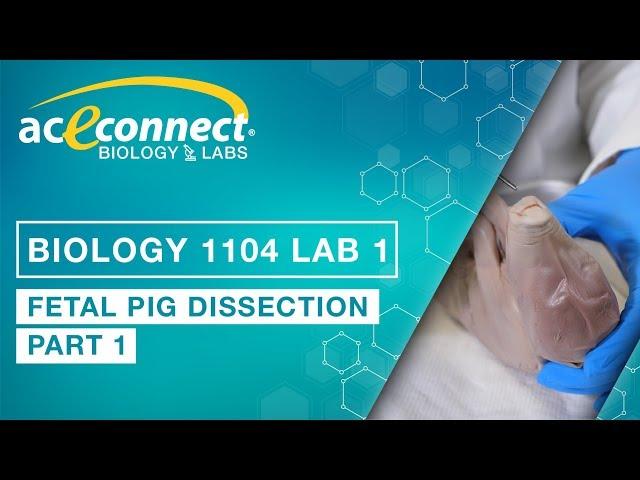 Biology Lab || Fetal Pig Dissection - Part 1