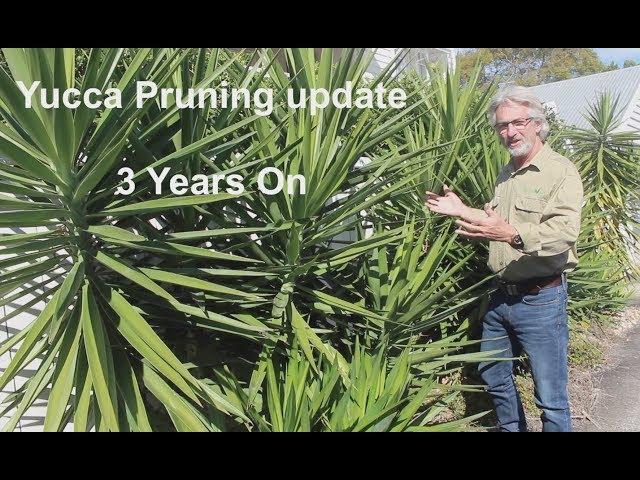 Yucca Pruning - 3 years on