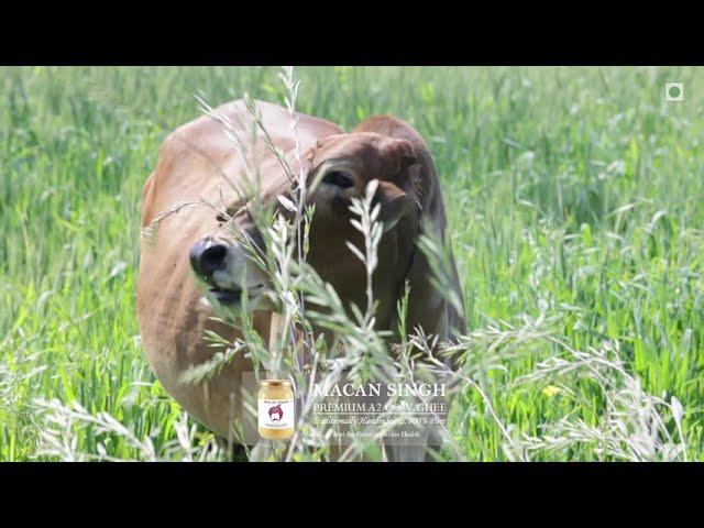 Traditional Desi Bilona/देसी बिलोना A2 Cow Ghee Making Process (Part 02)